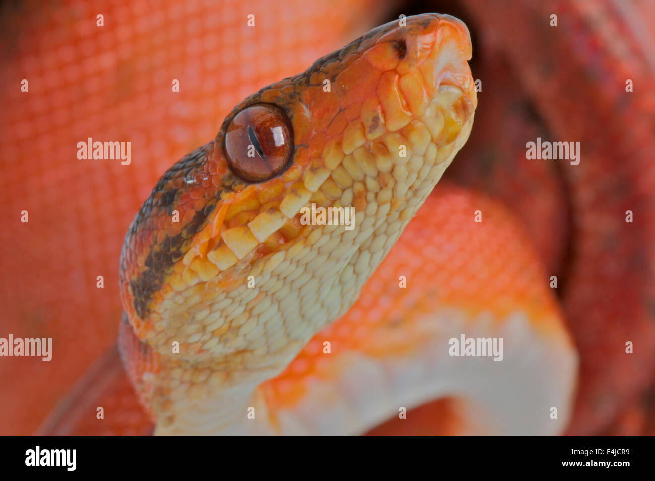 Amazon Tree Boa / Corallus Hortulanus Stockfoto