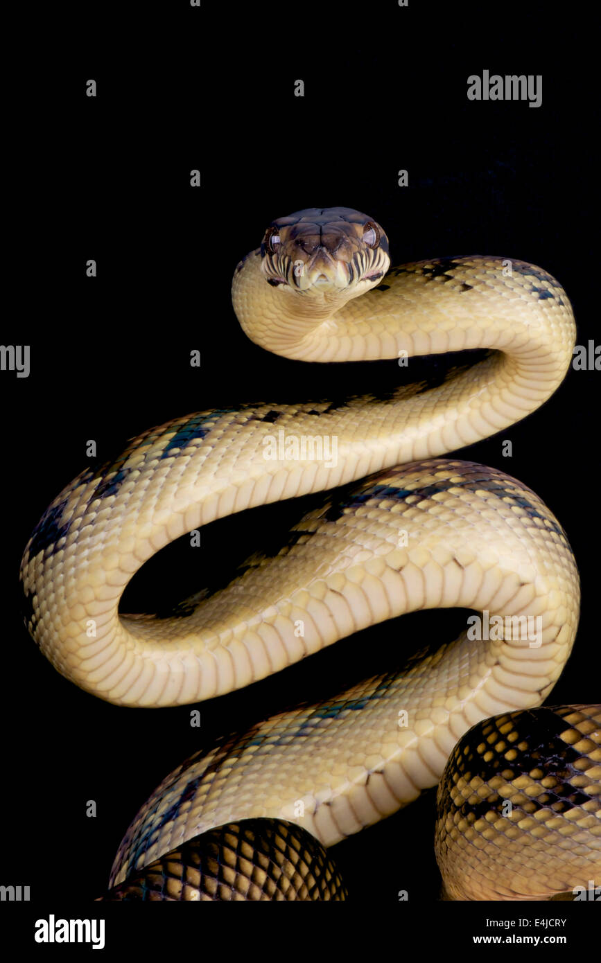 Scheuern Sie Python / Morelia Amethistina Stockfoto