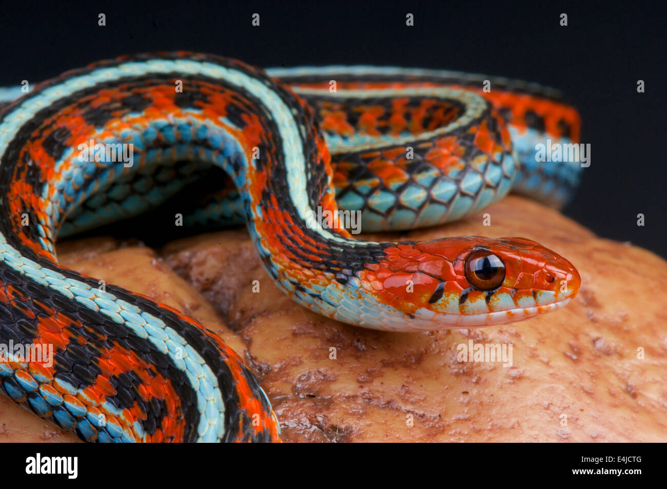 San Fransisco Garter Snake / Thamnophis Sirtalis Tatraenia Stockfoto