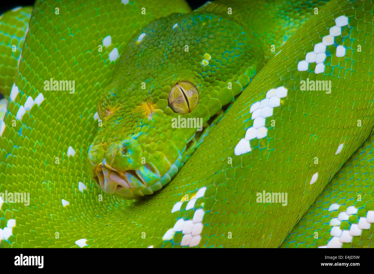Green Sie Tree Python /Morelia viridis Stockfoto
