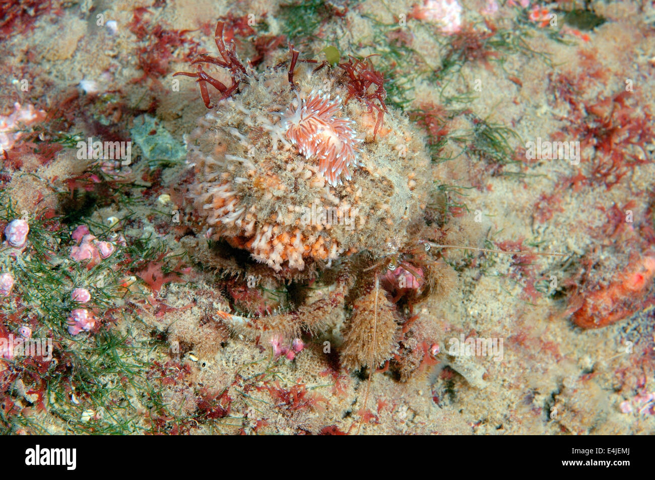 Nacktschnecken oder Meeresschnecke (Cuthona Nana) Meer von Japan, Rudnaya Pristan, Fernost, Primorsky Krai, Stockfoto