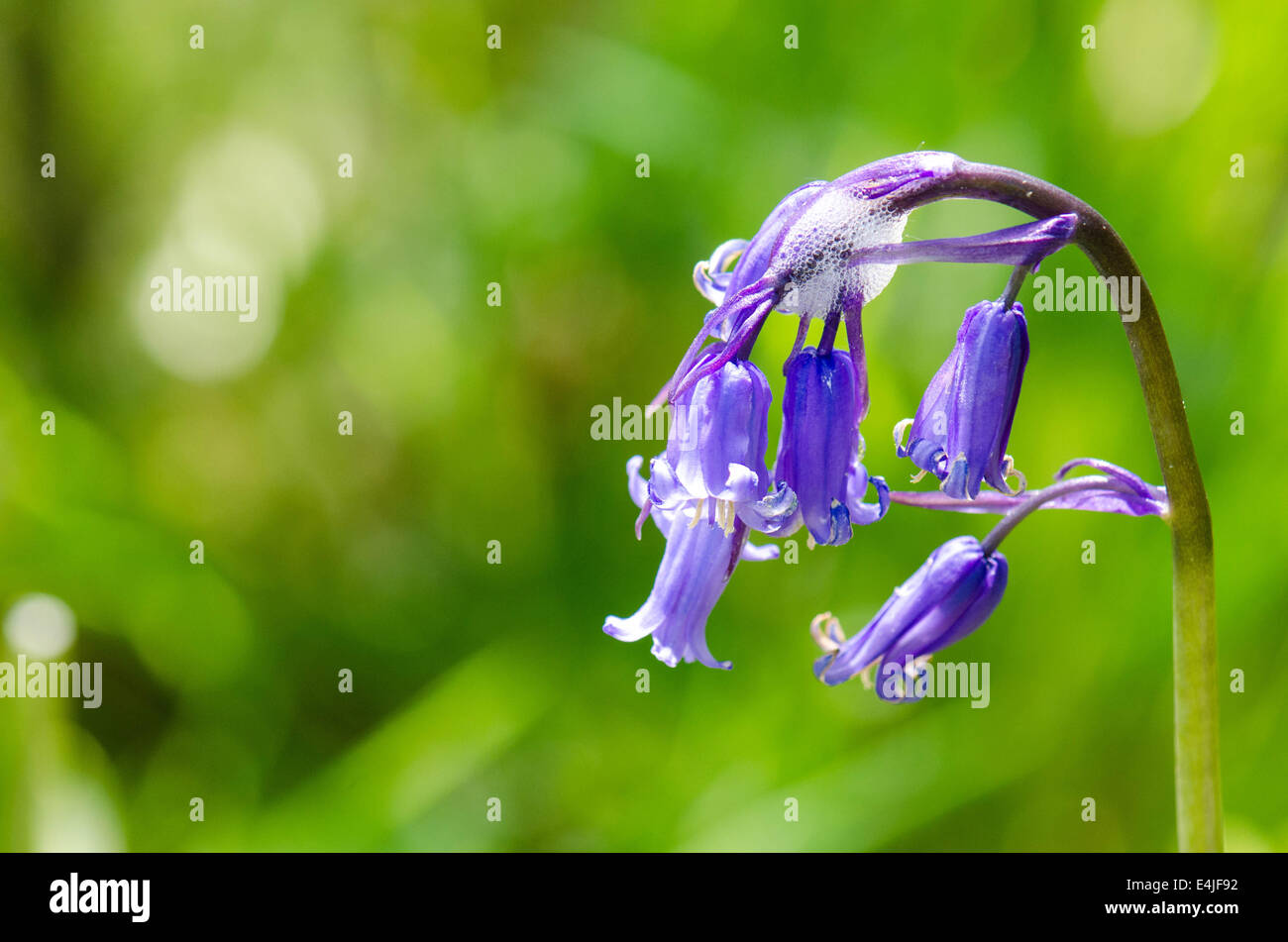 Glockenblumen mit Kuckucke Spucke Stockfoto