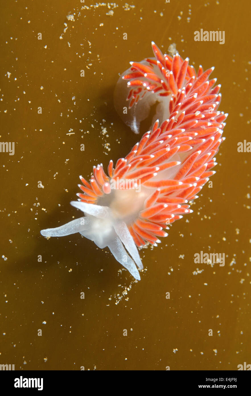 Nacktschnecken oder Meeresschnecke (Flabellina verzweigt) Meer von Japan, Rudnaya Pristan, Fernost, Primorsky Krai, Rußland Stockfoto