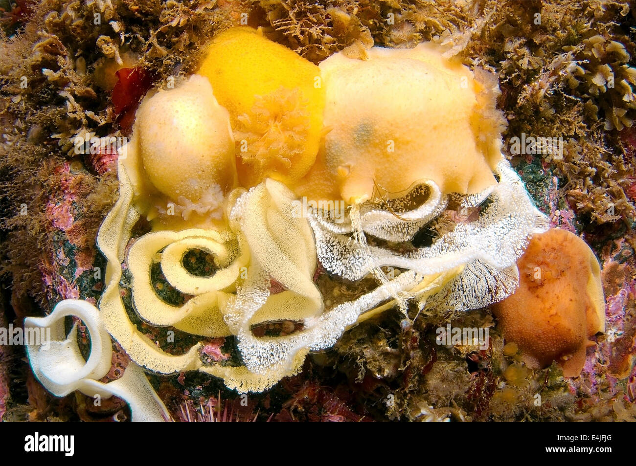 Nacktschnecken oder Meeresschnecke mit Eiern (Archidoris Pseudoargus) mit Eiern, Meer von Japan, Rudnaya Pristan, Fernost, Primorsky Krai, Stockfoto