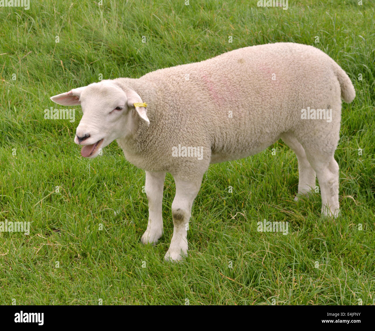 Foto eines Schafes auf einer Weide Stockfoto