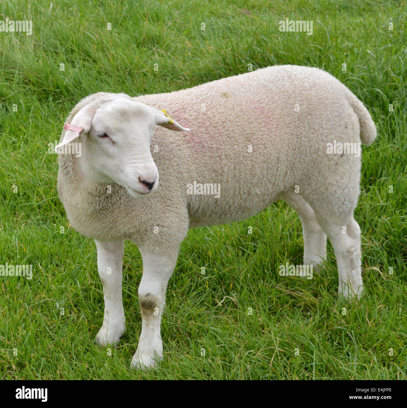 Foto eines Schafes auf einer Weide Stockfoto