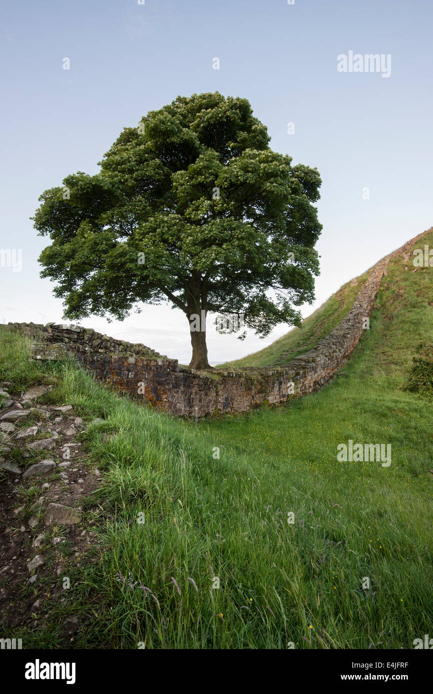 Bergahorn Lücke am Hadrianswall nahe zweimal gebraut in Northumberland, England früh an einem Sommermorgen Stockfoto