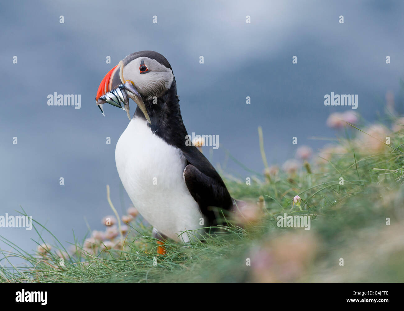 Papageitaucher (Fratercula Arctica) mit Sandaalen im Schnabel. Stockfoto