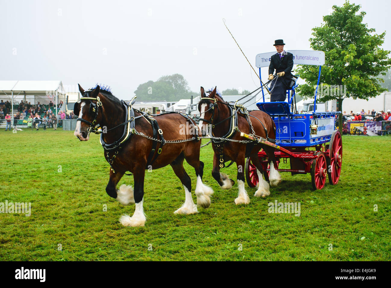 Schwere Pferde auf der Kent County Show, 2014 Stockfoto