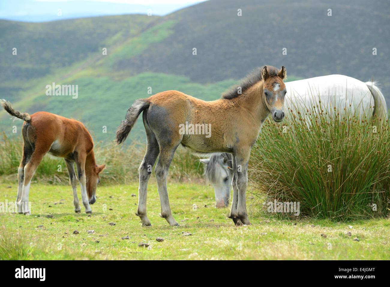 Long Mynd Shropshire Hügel Uk 13. Juli 2014.  Geboren wild zu sein! Zwei Wochen alten wildes Pony Fohlen seine Beine auf den Hügeln von Shropshire. Bildnachweis: David Bagnall/Alamy Live-Nachrichten Stockfoto
