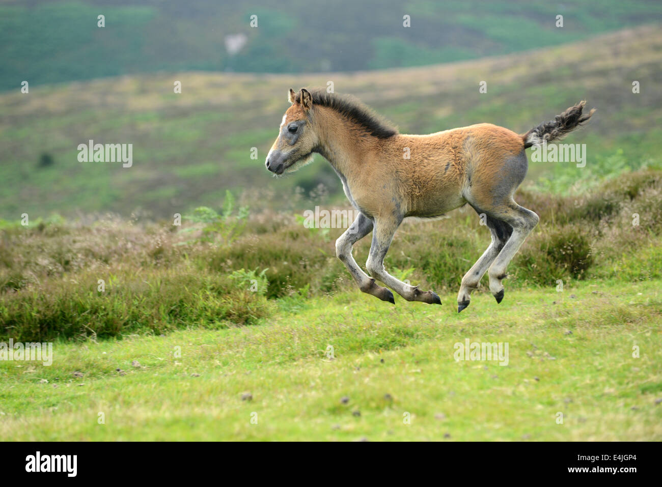 Long Mynd Shropshire Hügel Uk 13. Juli 2014.  Geboren wild zu sein! Zwei Wochen alten wildes Pony Fohlen seine Beine auf den Hügeln von Shropshire. Bildnachweis: David Bagnall/Alamy Live-Nachrichten Stockfoto