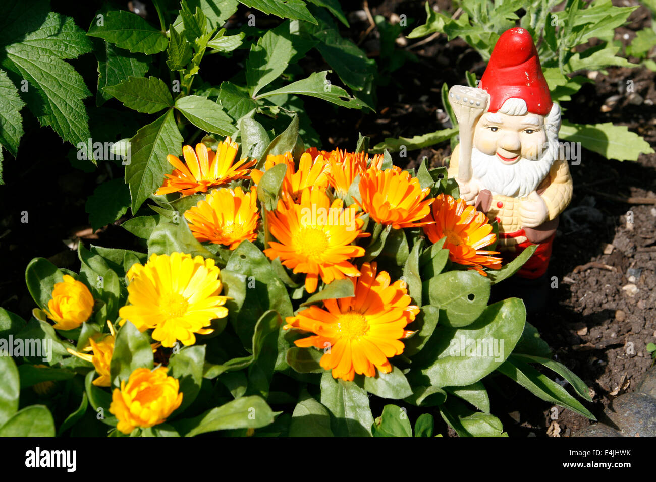 Gartenzwerg unter Blumen Worcester Worcestershire England UK Stockfoto