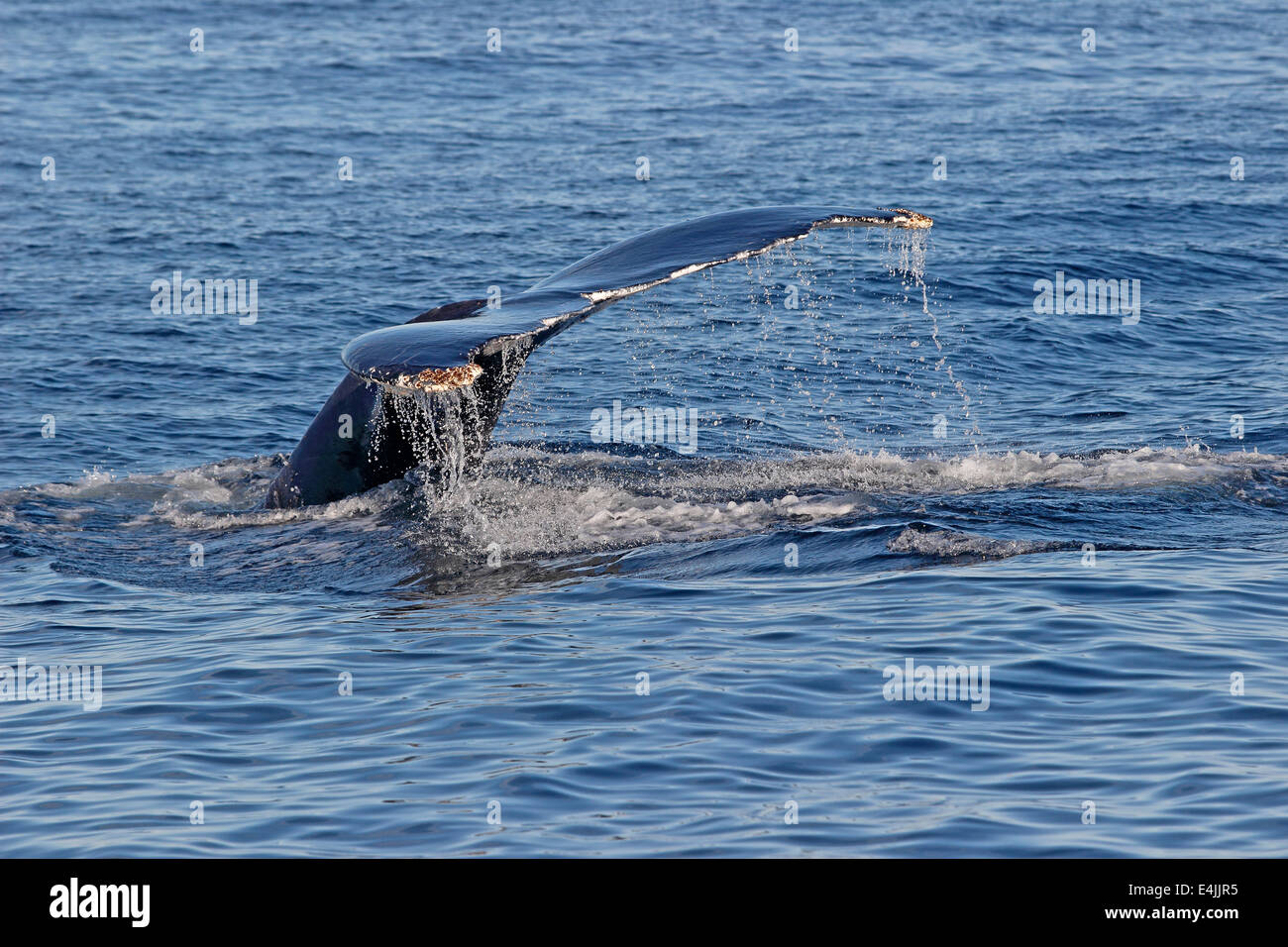Buckelwale (Impressionen Novaeangliae) Fütterung verletzt Stockfoto