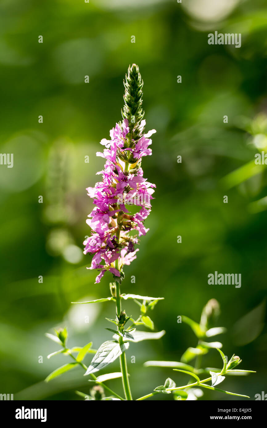 Rosa Blumen Sommer blühen hautnah Stockfoto