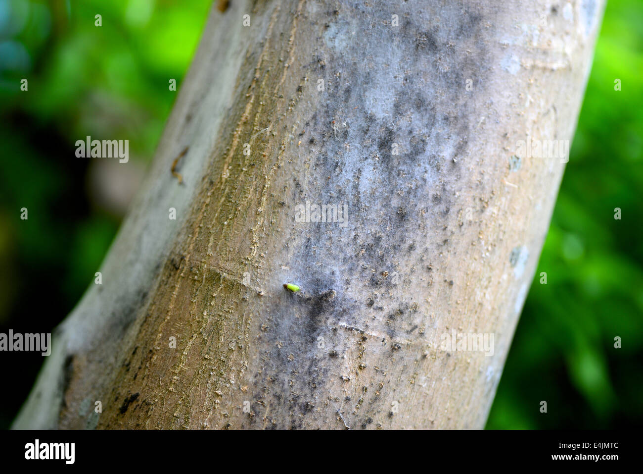 Pilz auf Baumrinde Stockfoto