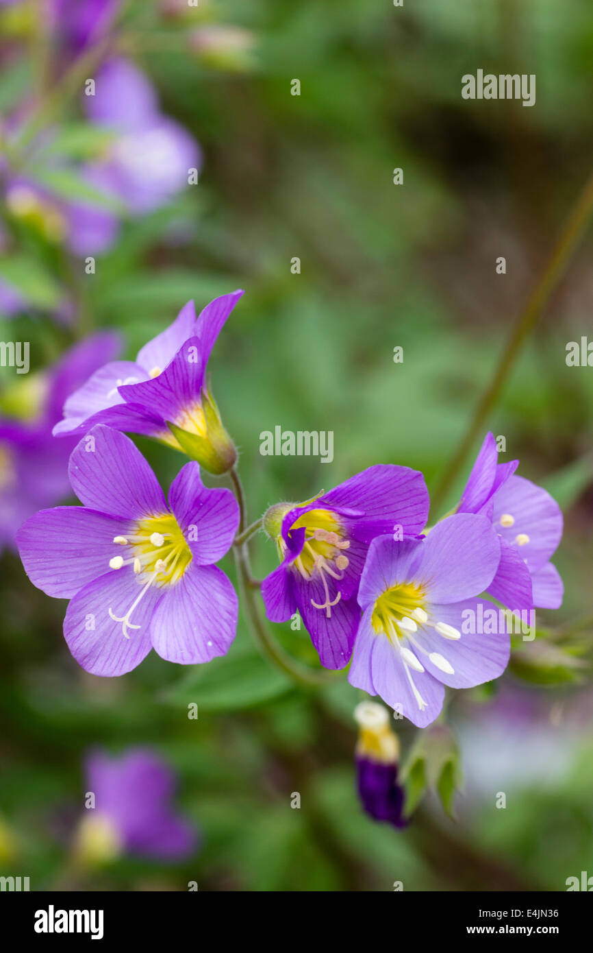 Blumen für die mehrjährige Polemonium "Lambrook Mauve" Stockfoto