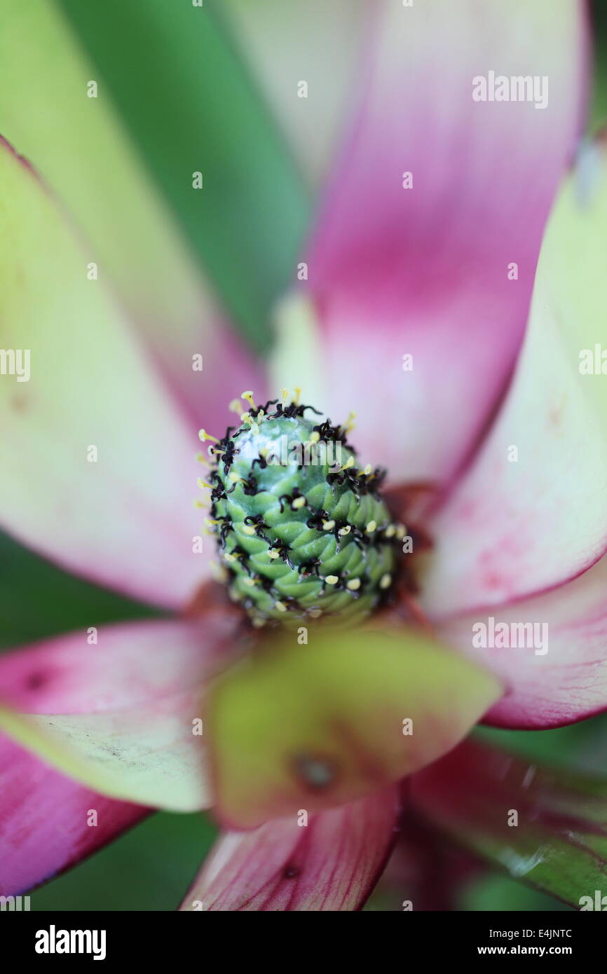 Junge Kegel Leucadendron salignum Stockfoto