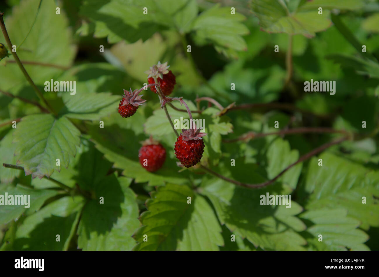 Obst walderdbeere Fotos und Bildmaterial in hoher Auflösung Alamy