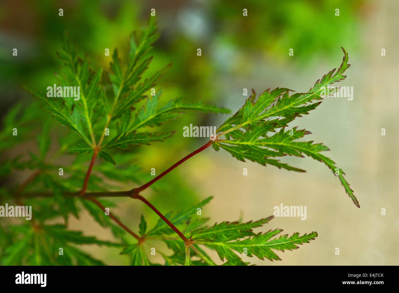 Japanische Ahorn, Acer Palmatum 'Seiryu', aus der Dissectum-Gruppe, Juni und Juli Blatt und Stamm Farbe Stockfoto