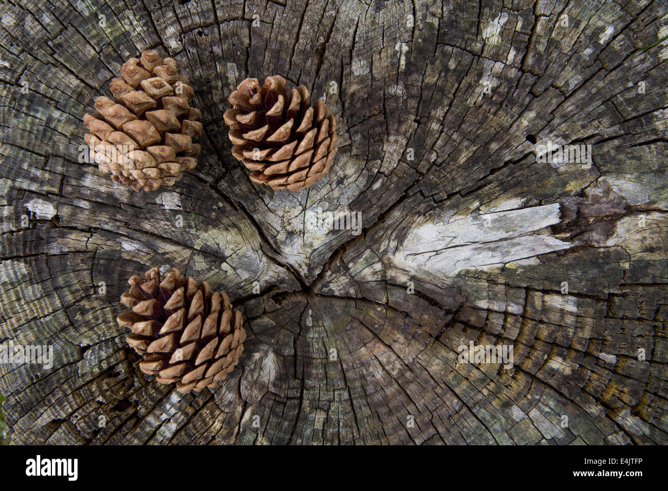 Drei Tannenzapfen auf einem alten Baumstumpf. Stockfoto