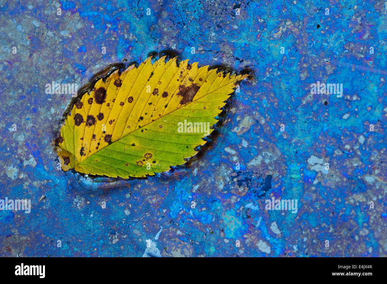 Natürlich bilden Bakterien (Leptothrix Discophora) um ein Blatt in