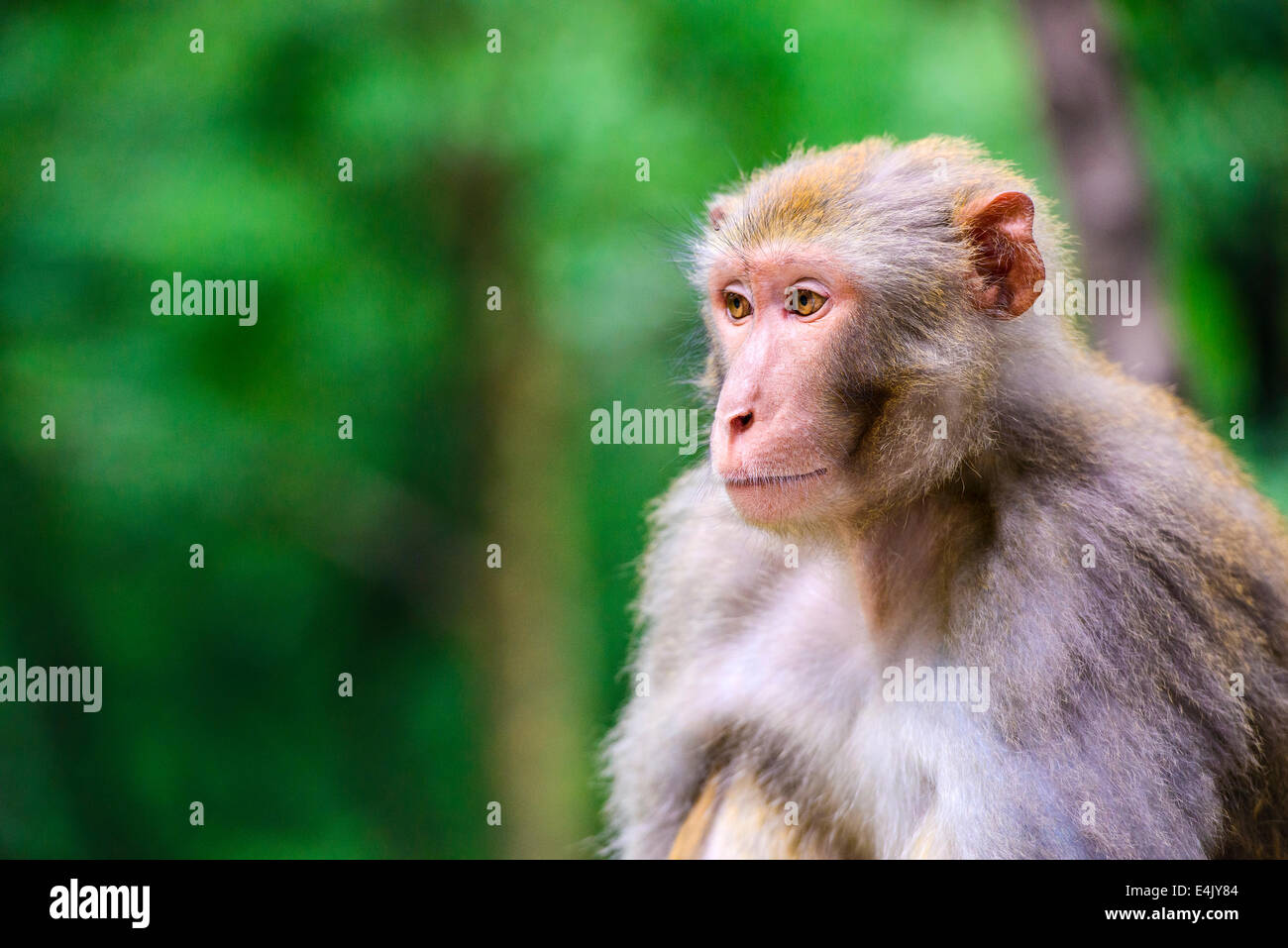Makaken in Guiyang, China Stockfoto