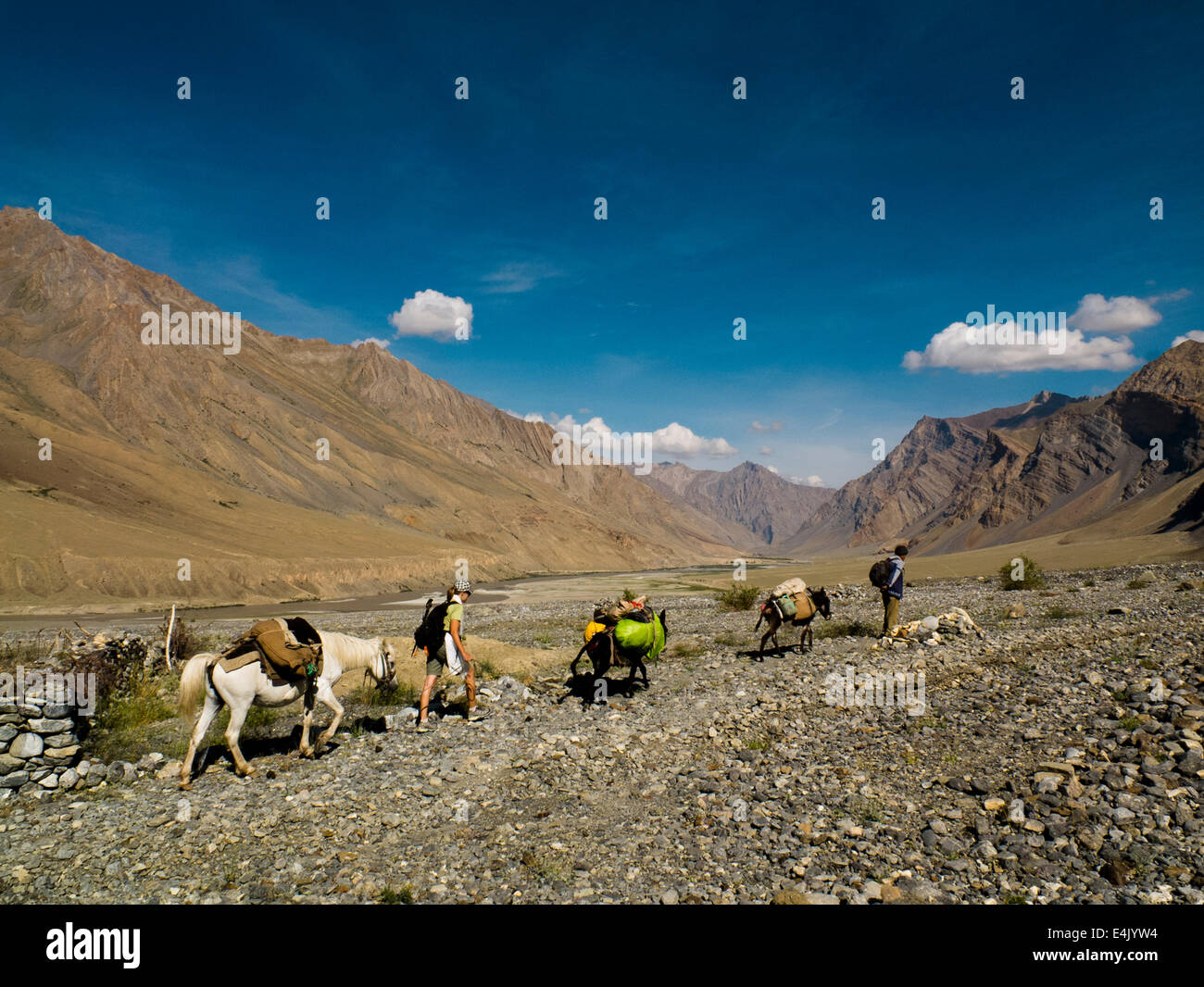 Wanderer mit Pferden auf einem trekking in Zanskar-Tal. Stockfoto