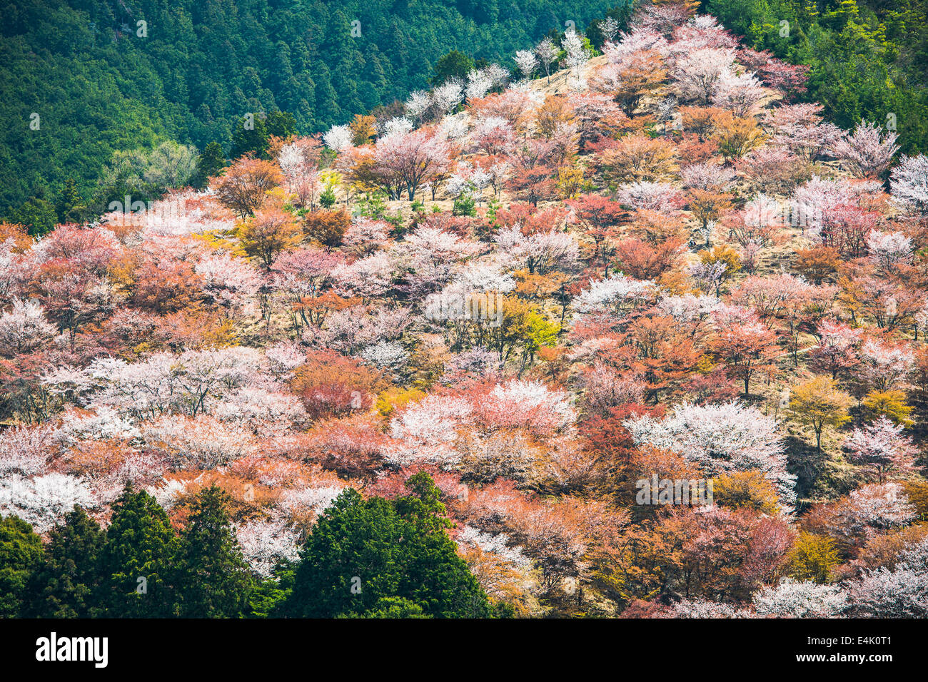 Yoshino, Japan Kirsche blüht am Hang. Stockfoto