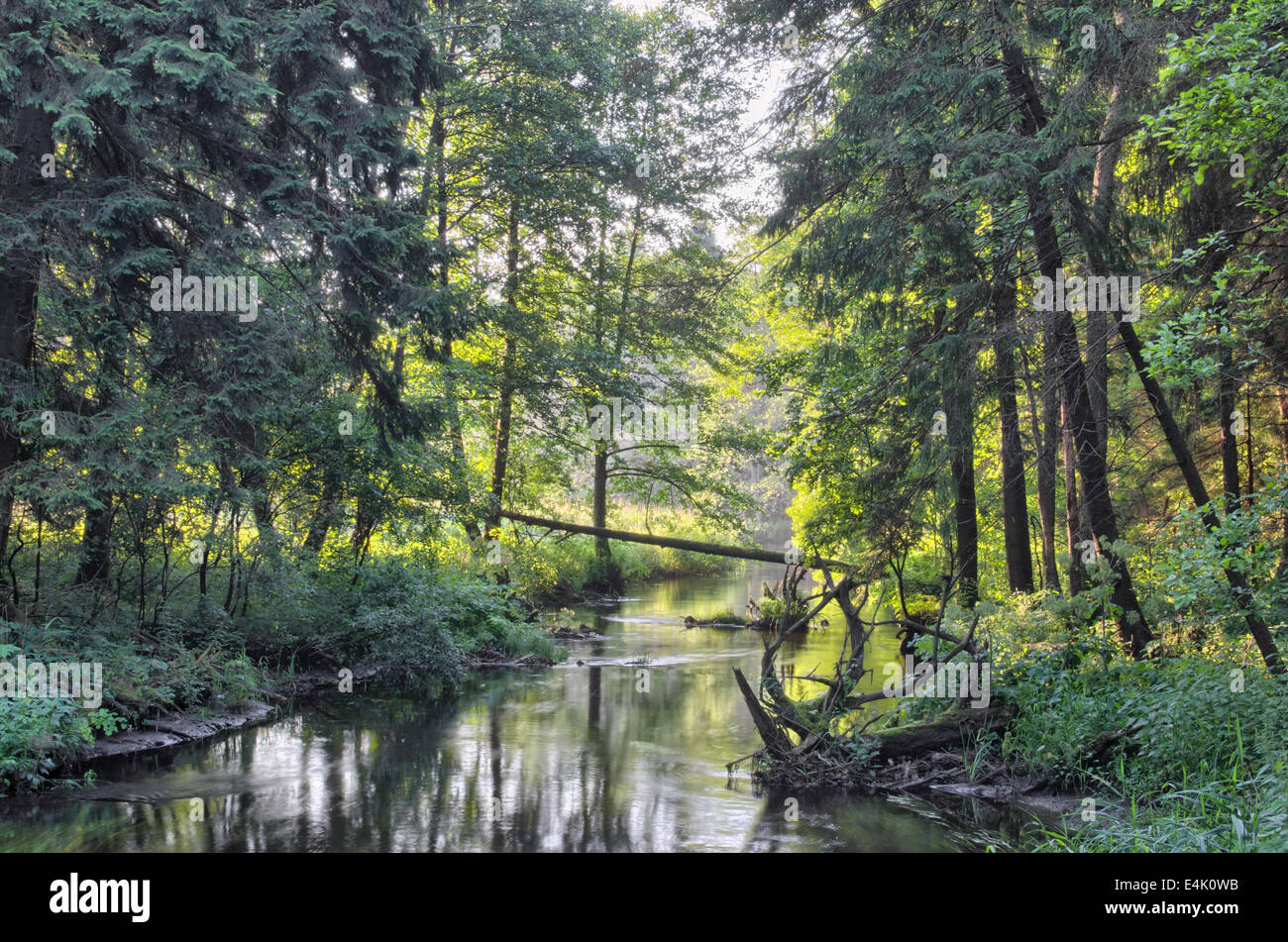 Hańcza, kleinen Fluss im Wald Stockfoto