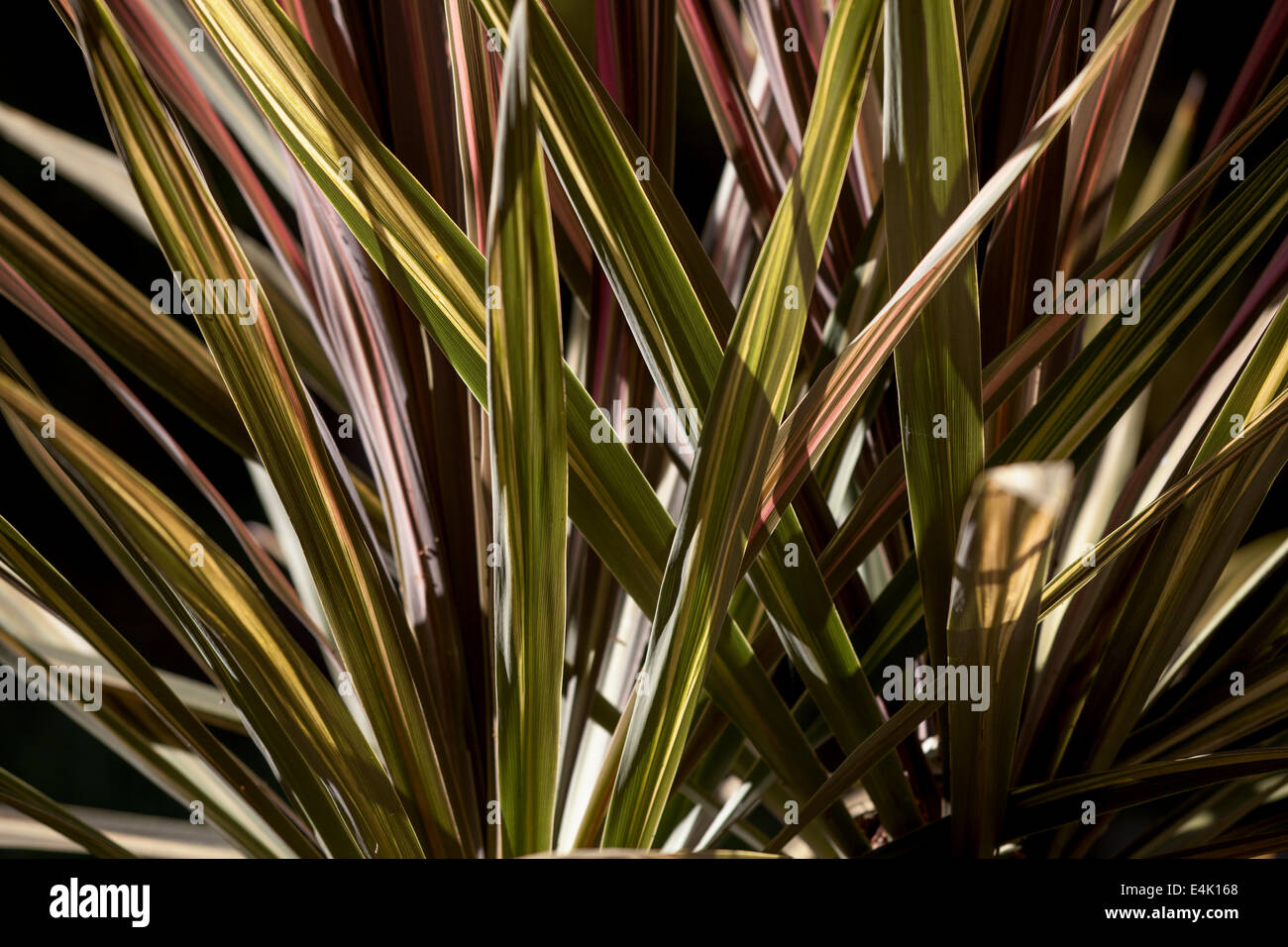 Phormium Tenax Sundowner Strauch Pflanzen, Marin County, Kalifornien, USA, Nordamerika. Stockfoto