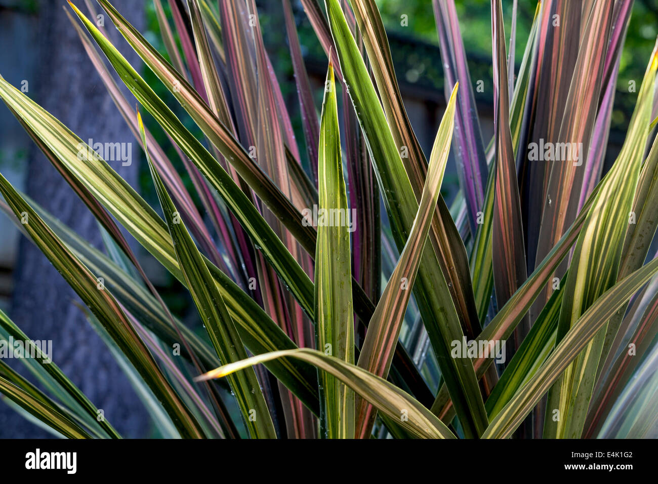 Phormium Tenax Sundowner Strauch Pflanzen, Marin County, Kalifornien, USA, Nordamerika. Stockfoto
