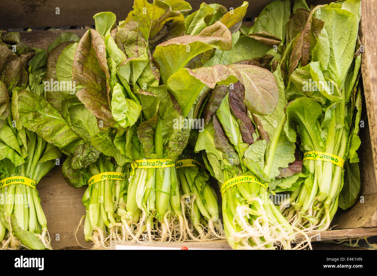 Bündel von frisch geernteten Senf auf dem Display auf dem Markt Stockfoto