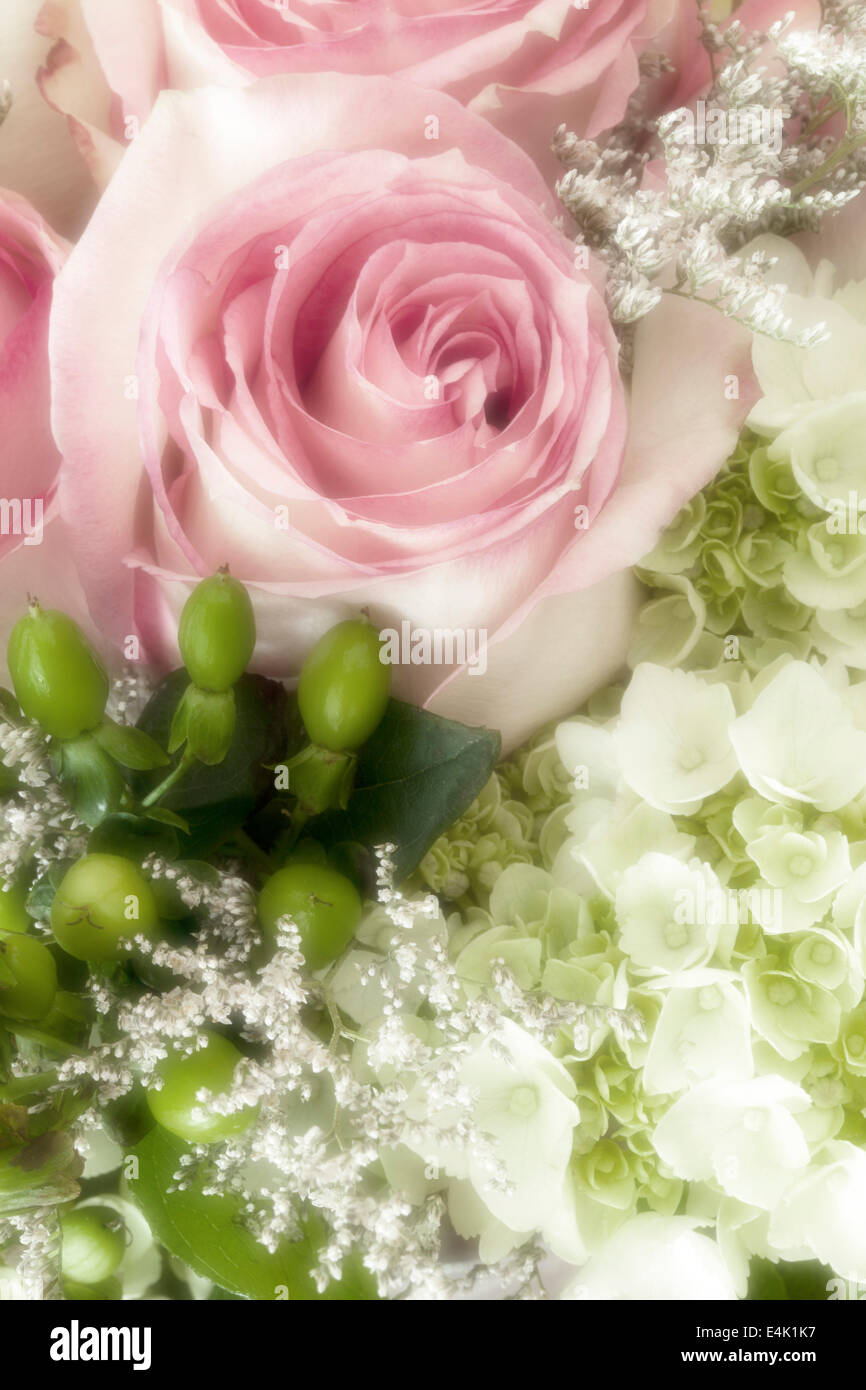 Traumhafte Rosen Brautstrauß, Marin County, Kalifornien, USA Stockfoto