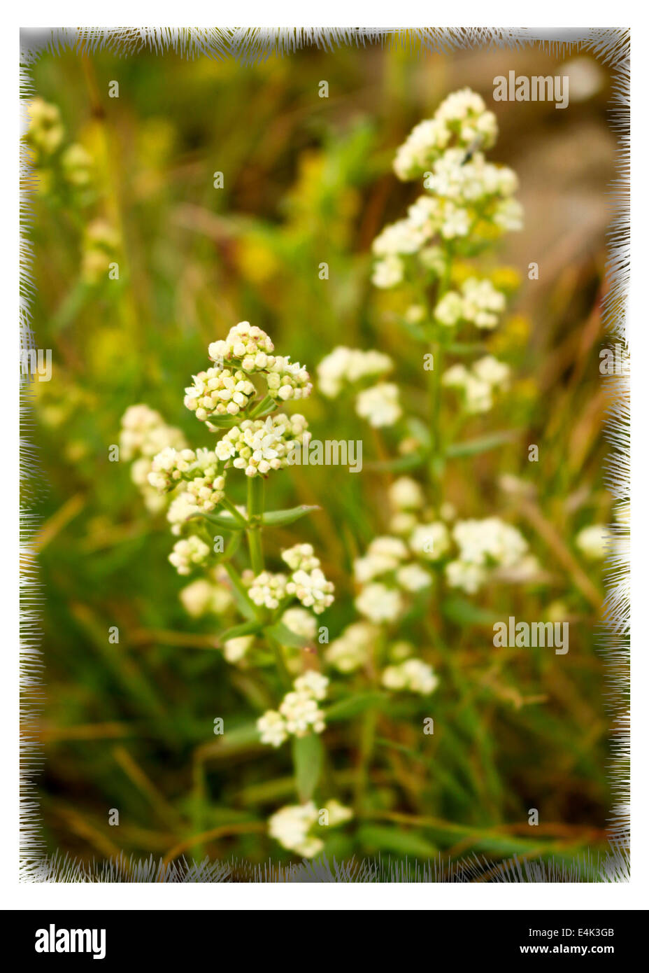 Wildblumen in einem Feld in der Nähe von Reykjavik Island Stockfoto