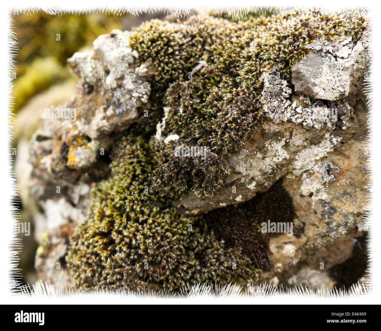 Moos und Lava Felsen Stockfoto