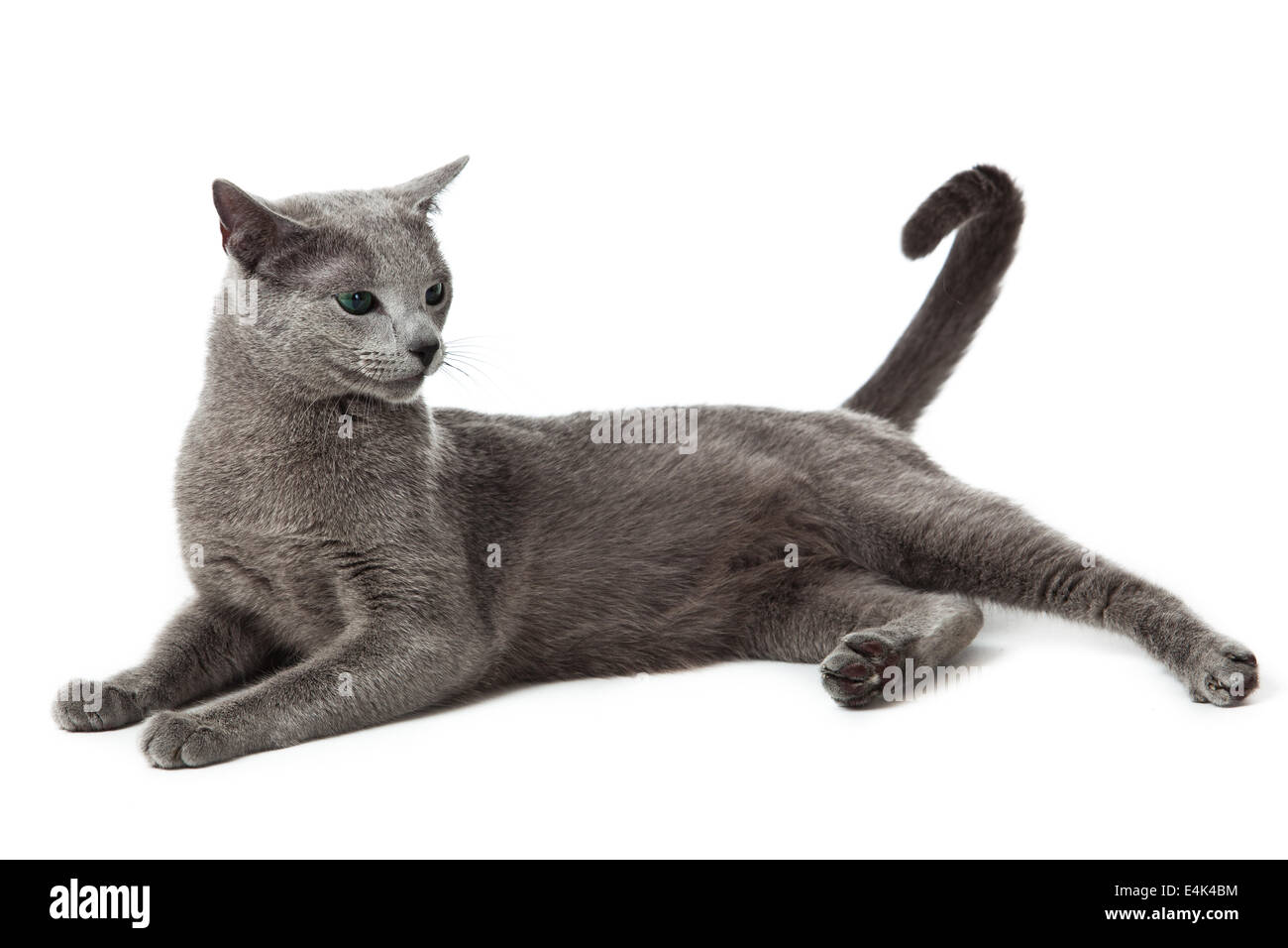 Russisch Blau Katze auf weiß. Stockfoto