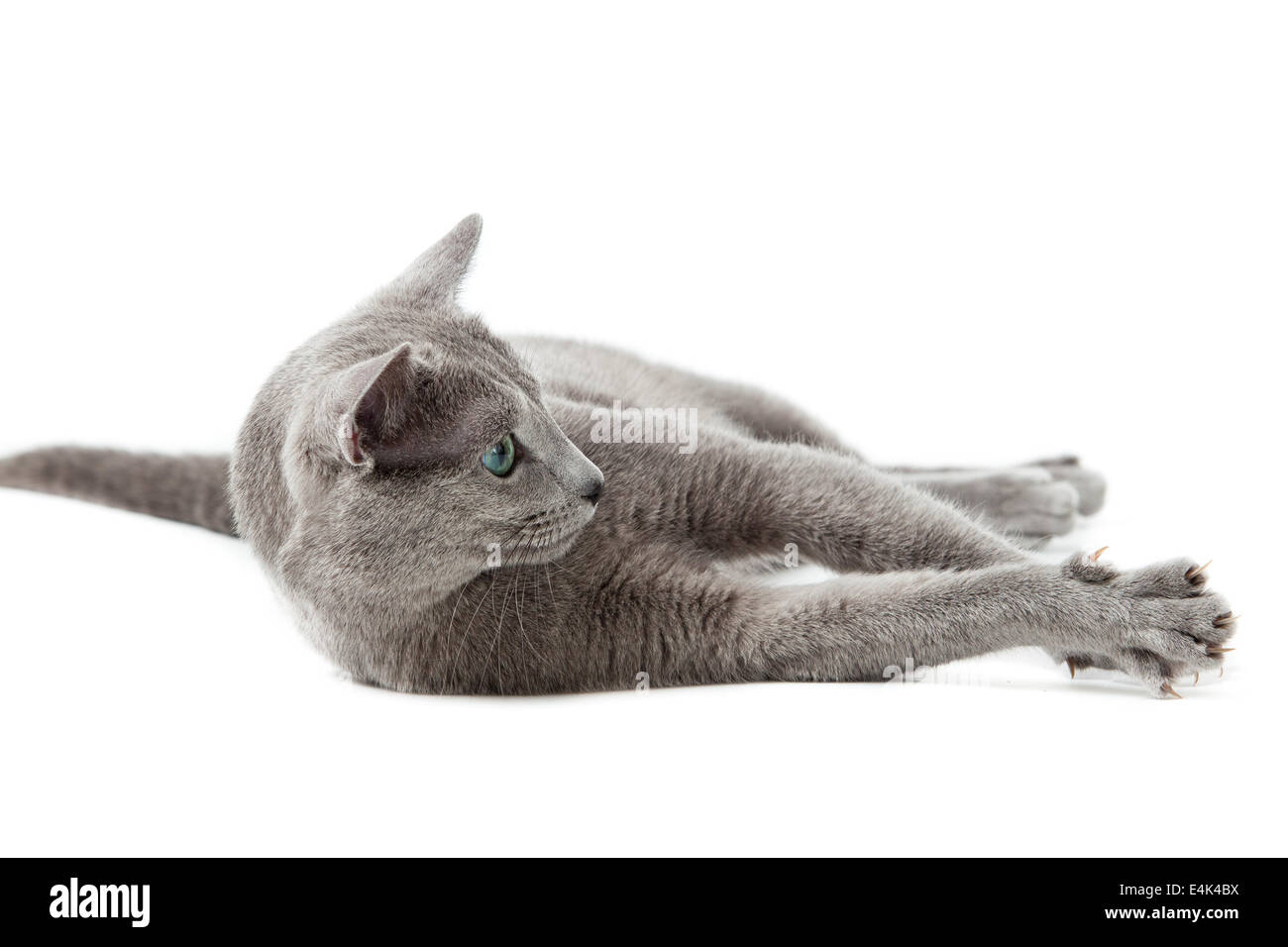 Russisch Blau Katze auf weiß. Stockfoto