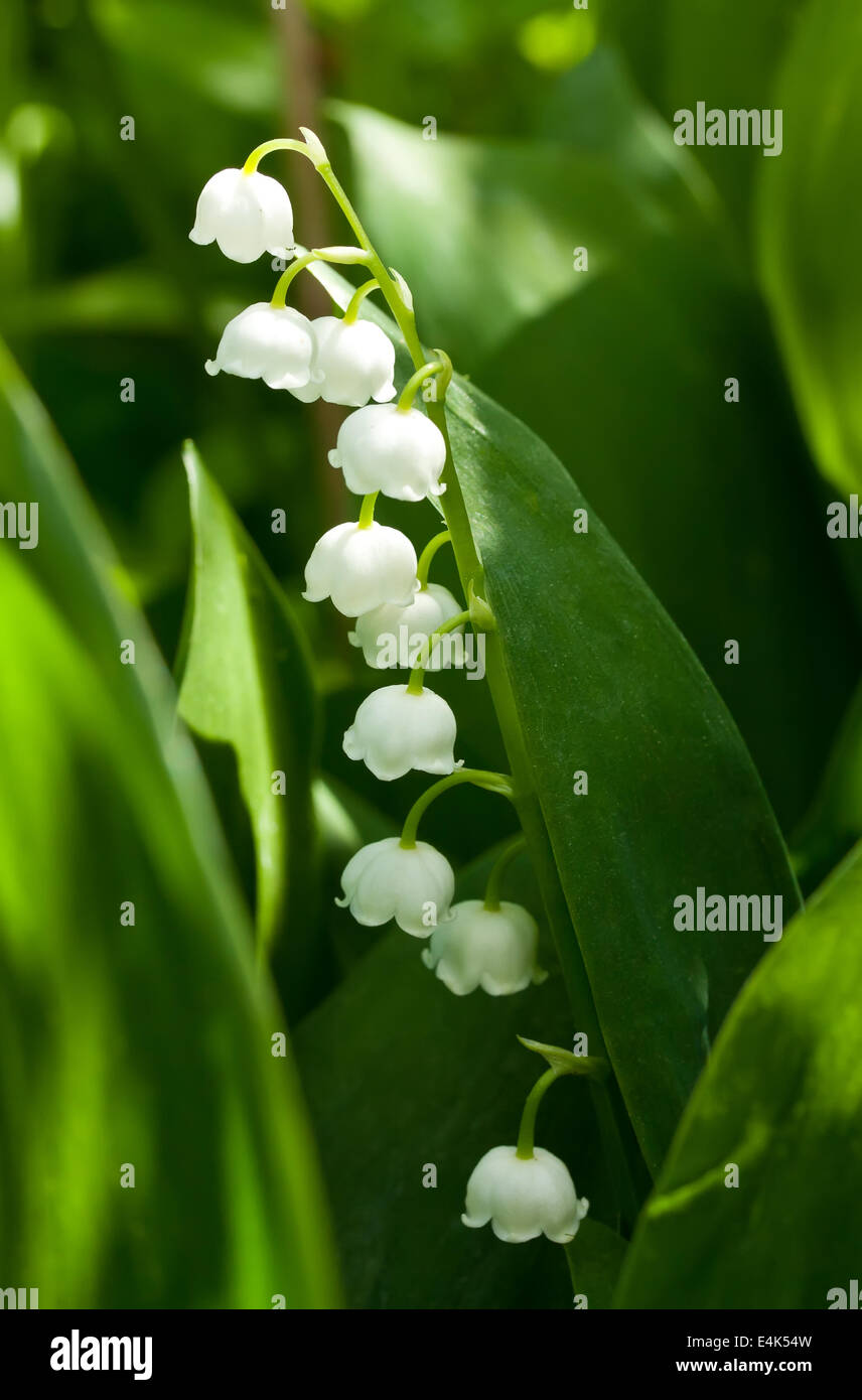 Lily Of The valley Stockfoto