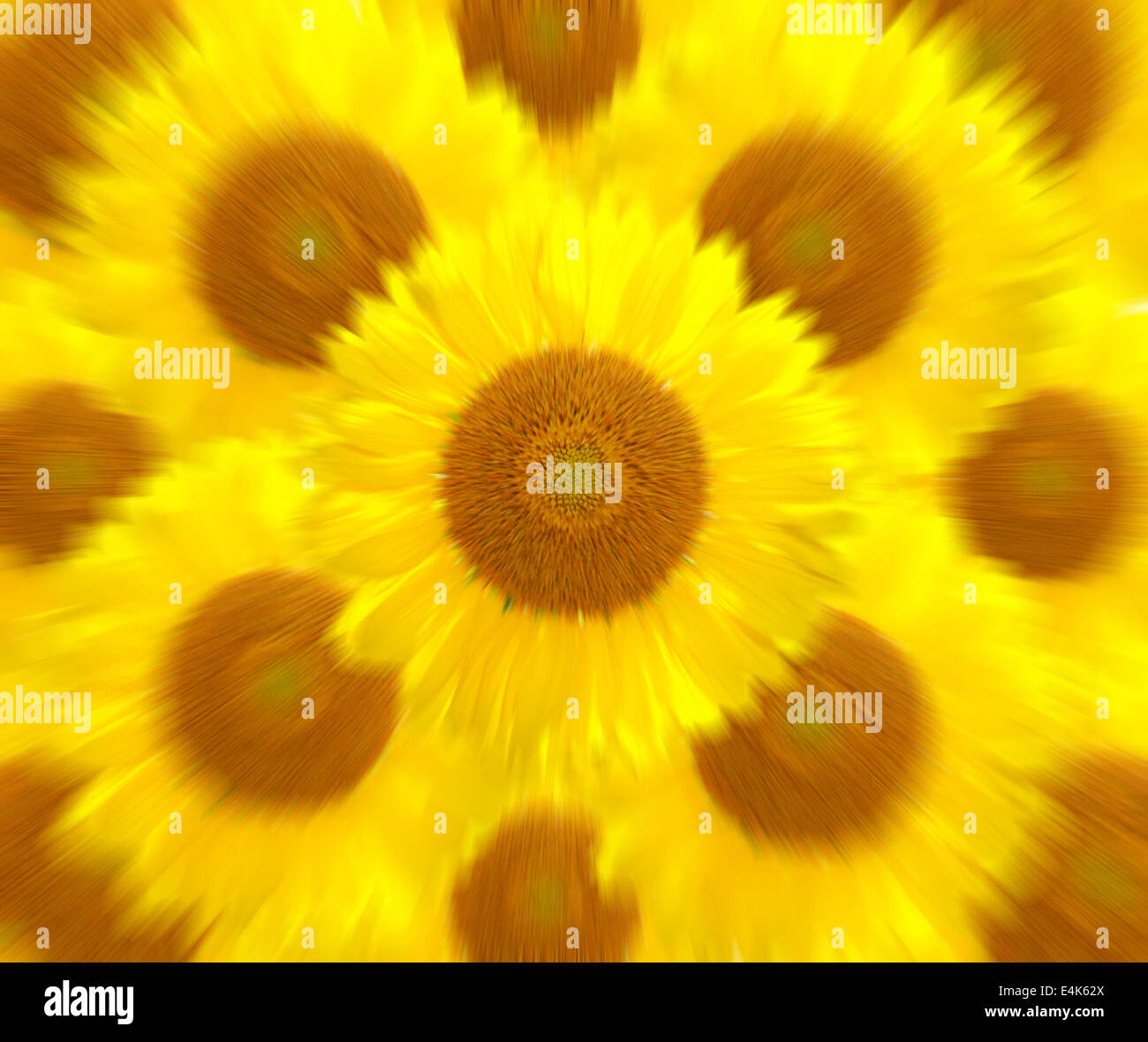 Sonnenblume mehr Bewegung Zoom Hintergrund weichzeichnen Stockfoto