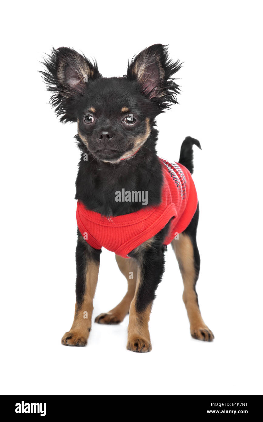 Chihuahua mit roten Hemd Stockfoto