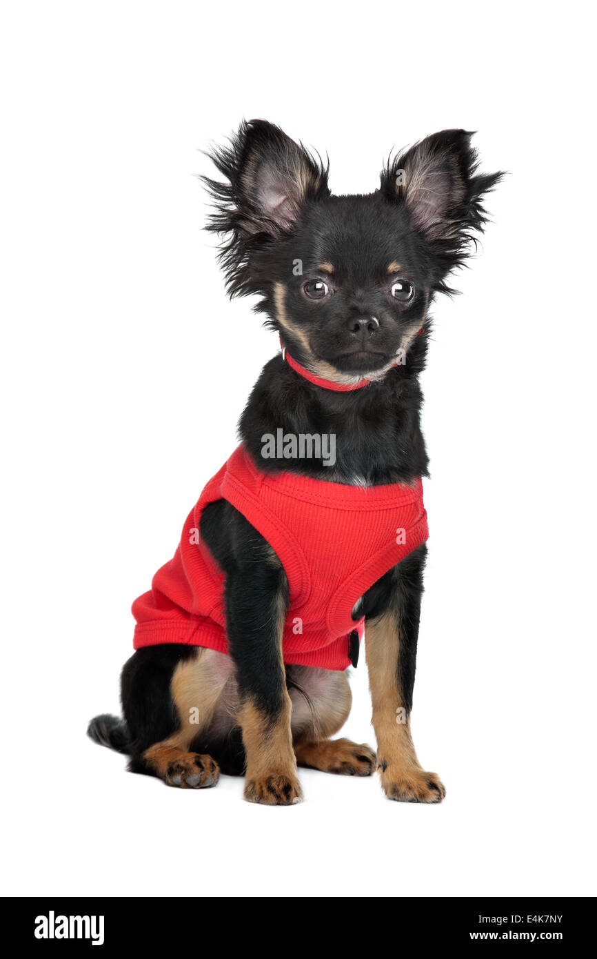 Chihuahua mit roten Hemd Stockfoto