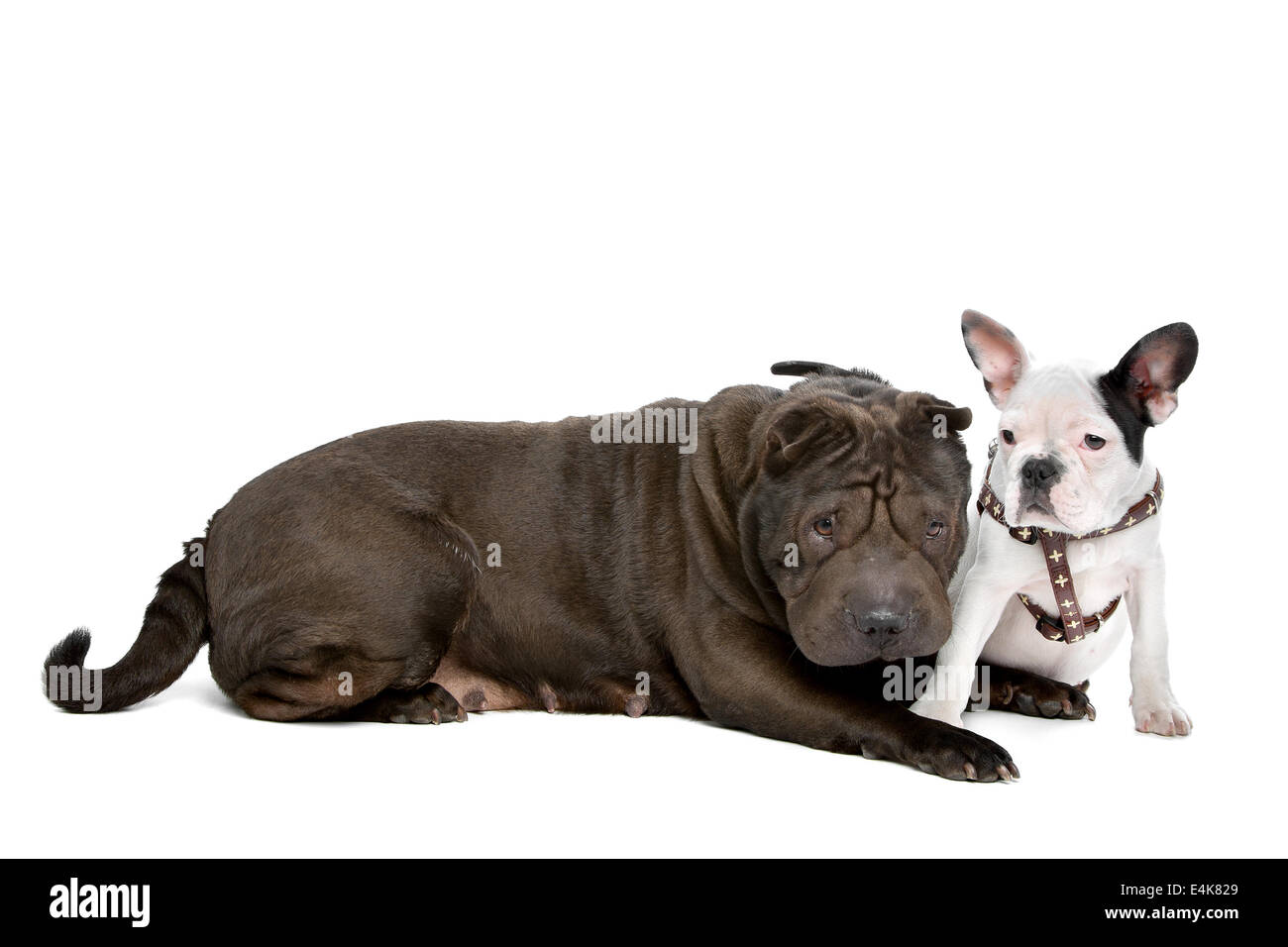 Shar-Pei und eine französische Bulldogge Welpen Stockfoto