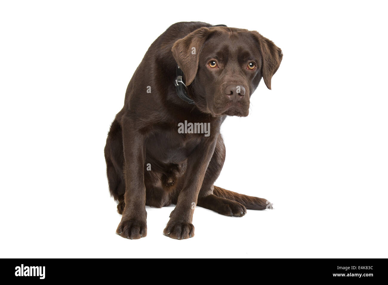 Chocolate Labrador Stockfoto