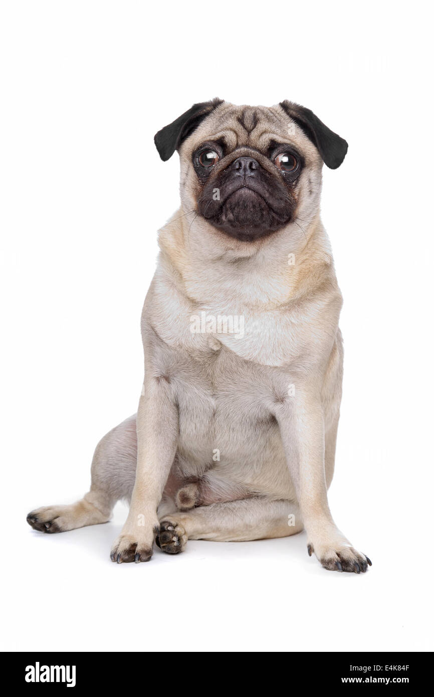 Mops Der In Kamera Schaut Ausgeschnittene Stockfotos Und bilder Alamy
