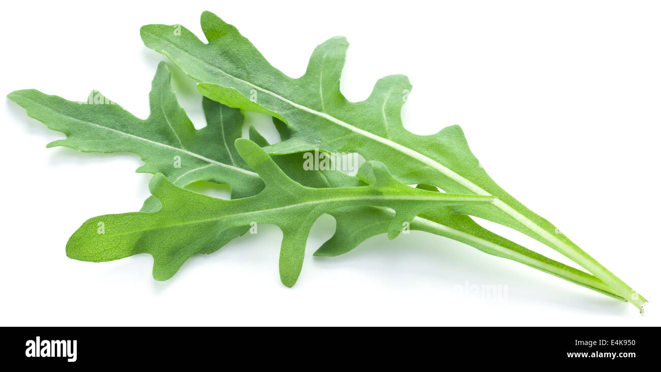 Grüne Rucola Blätter isoliert auf einem weißen Hintergrund. Stockfoto