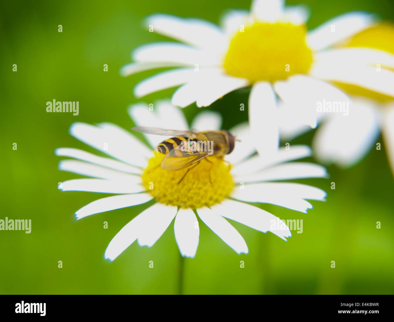 Bienen ernähren sich von daisy Stockfoto