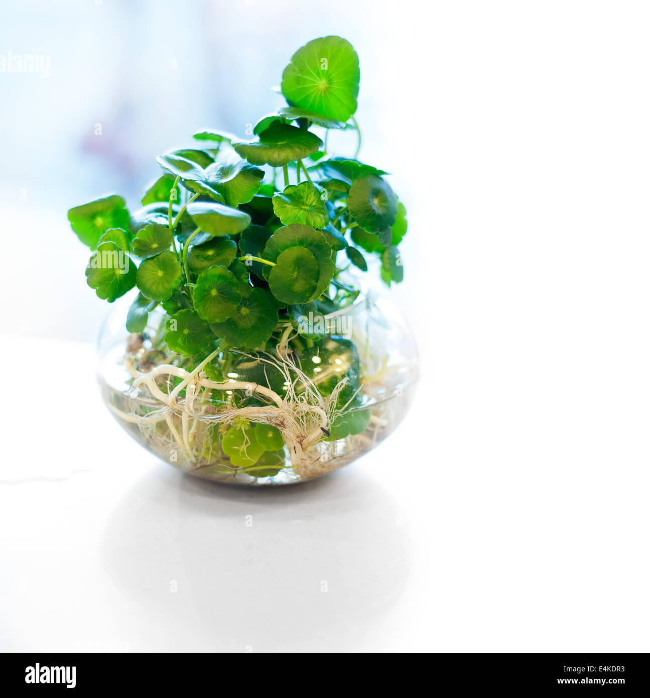 Hydrokultur Pflanzen auf Glas Stockfotografie Alamy
