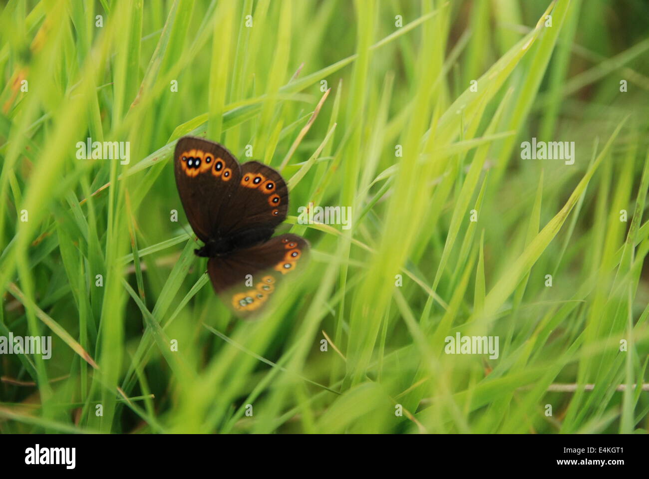 Braue Schmetterling im Rasen Stockfoto