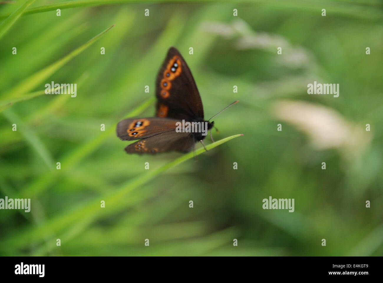 Braue Schmetterling im Rasen Stockfoto