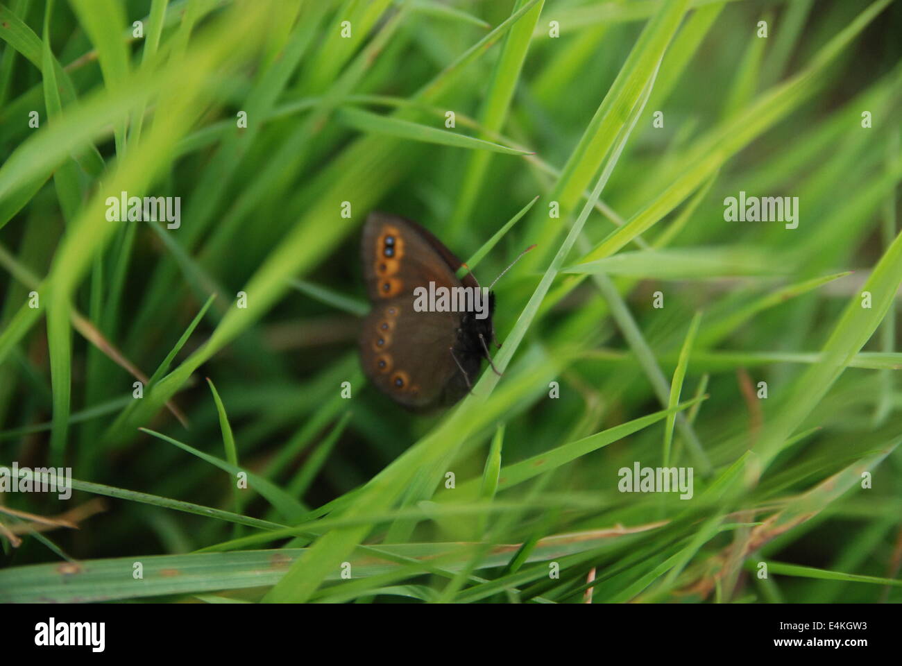 Braue Schmetterling im Rasen Stockfoto